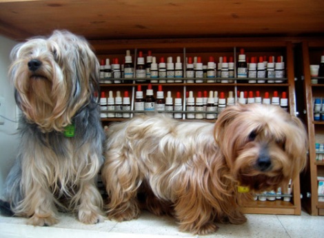 about Veterinary Homeopathy | Remedies and yorkies